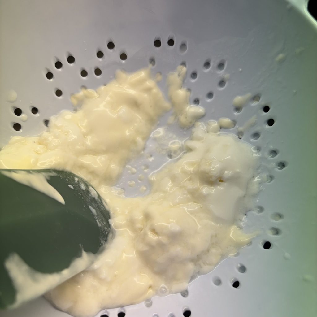 Milchkefirknollen werden nach der Fermentation abgesiebt